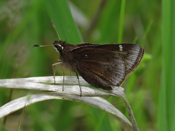 Dusted Skipper